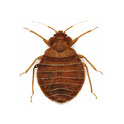 Edmonton Pest Control-flea